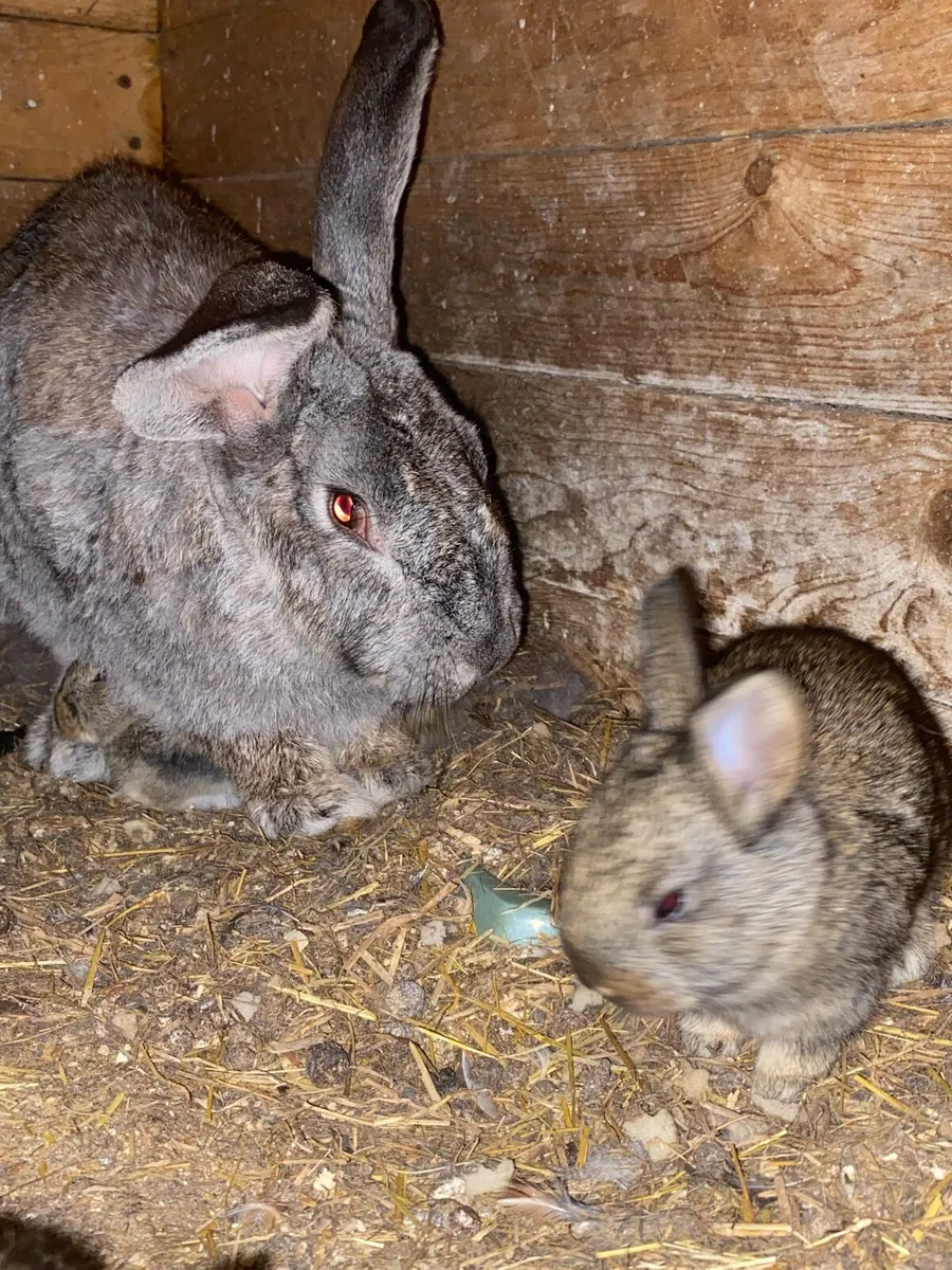 Female Flemish rabbit - Image 2