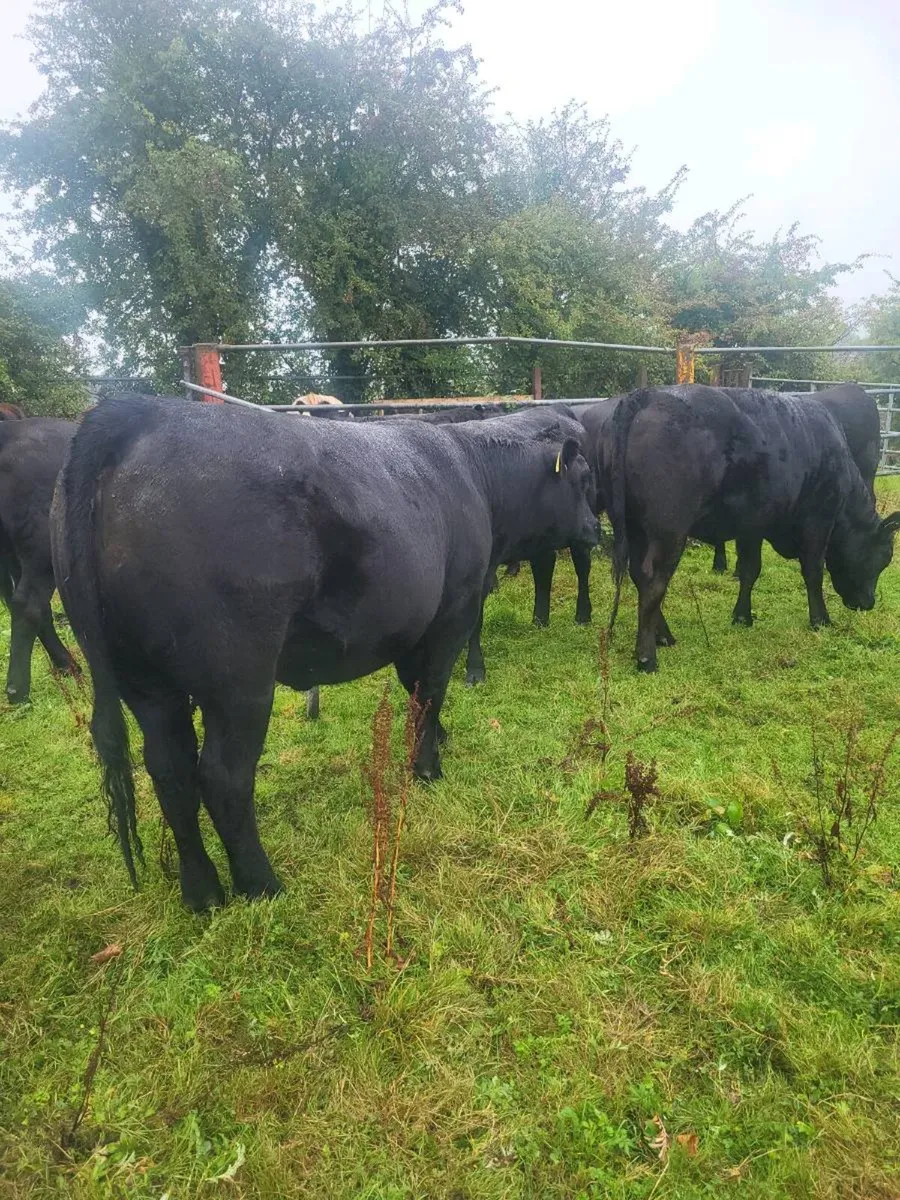 ORGANIC  AA.@LIM HEIFERS DRUMBOSHAMBO MART SAT.24 - Image 1