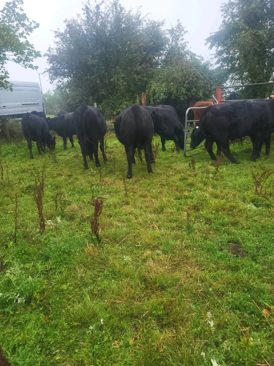 ORGANIC  AA.@LIM HEIFERS DRUMBOSHAMBO MART SAT.24 - Image 2