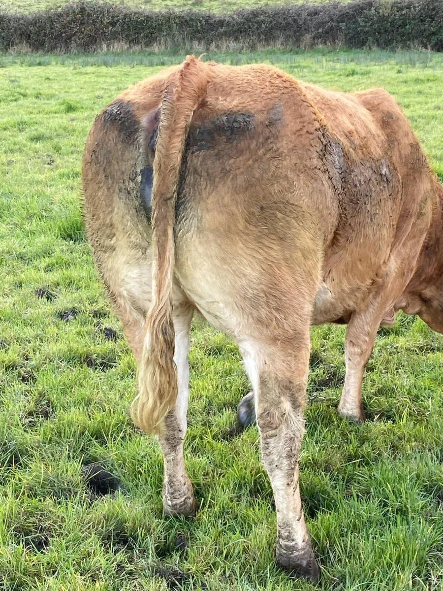 8 quality LMX In calf Heifers for Sale - Image 2