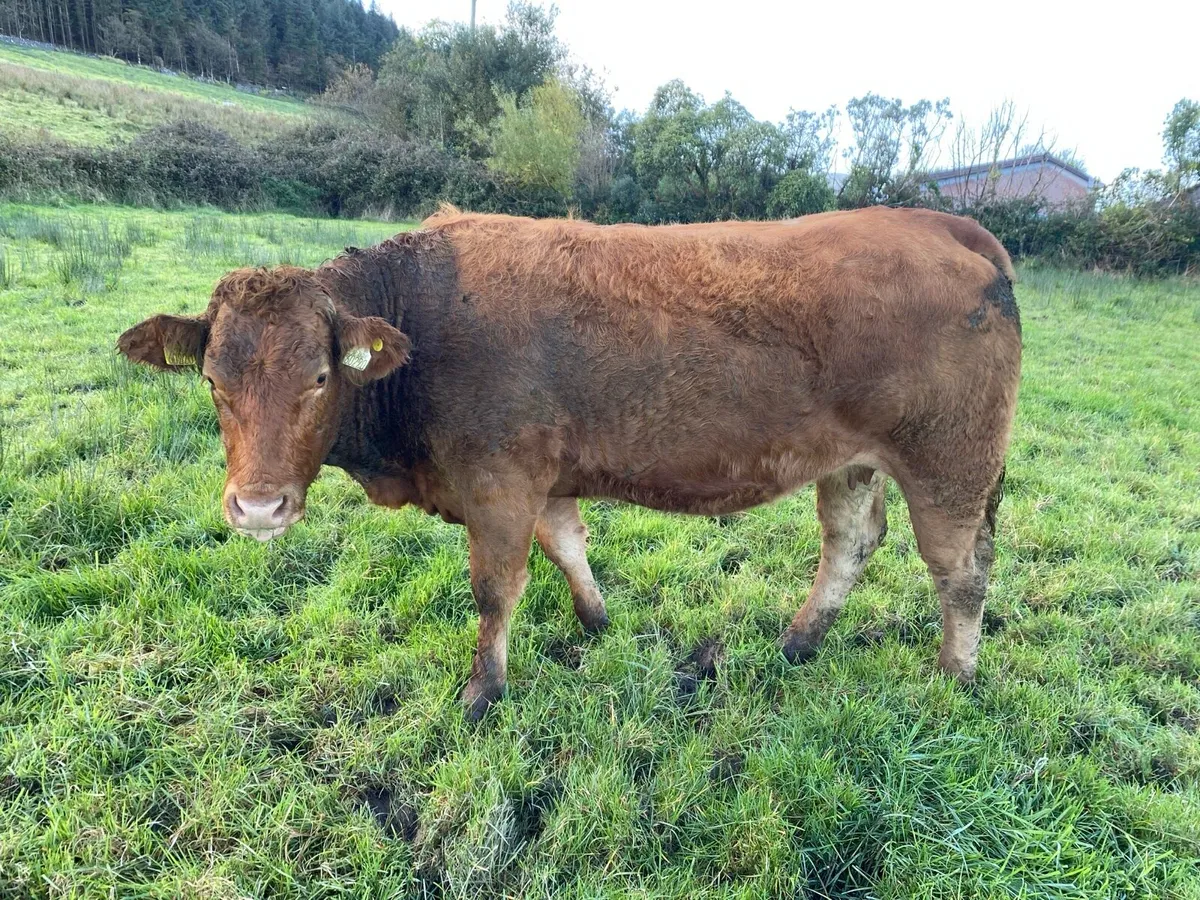 8 quality LMX In calf Heifers for Sale - Image 3