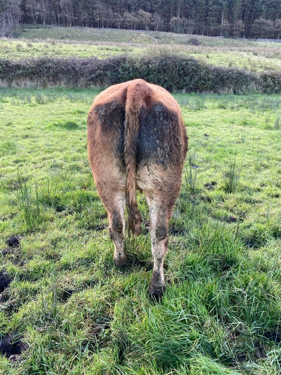 8 quality LMX In calf Heifers for Sale - Image 4