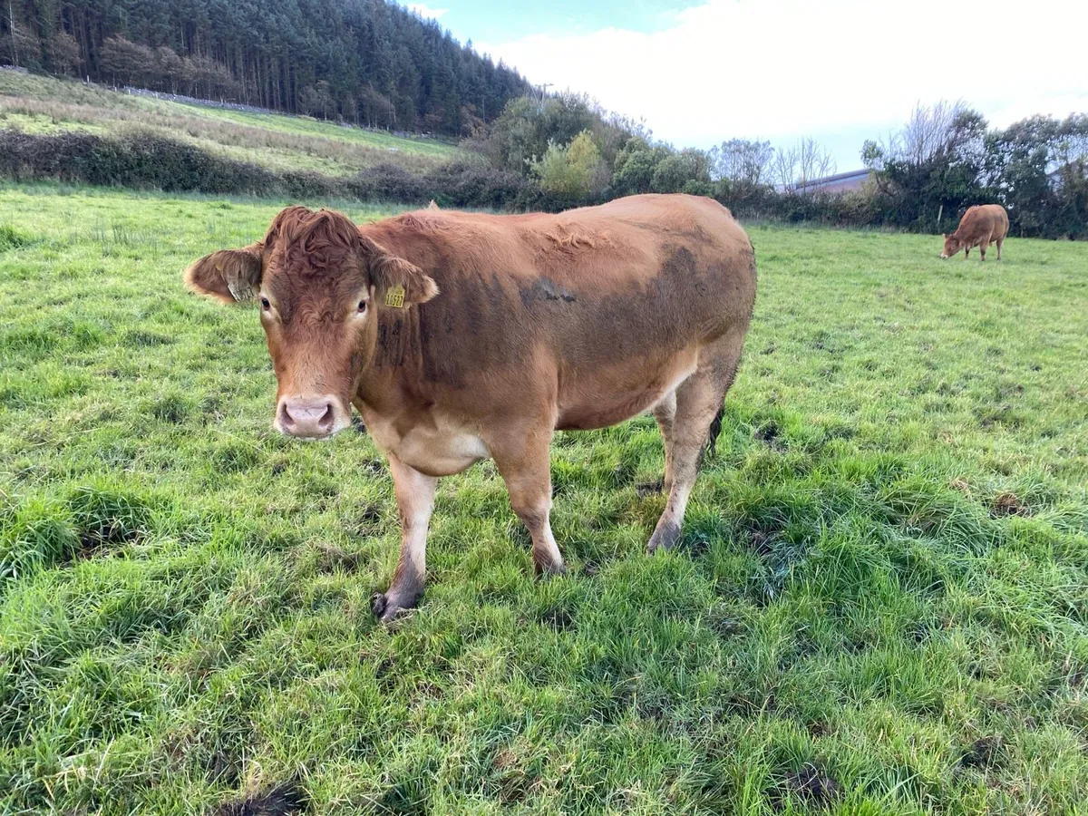 LMX In calf Heifers in Drumshambo Mart 30/10/26 - Image 3