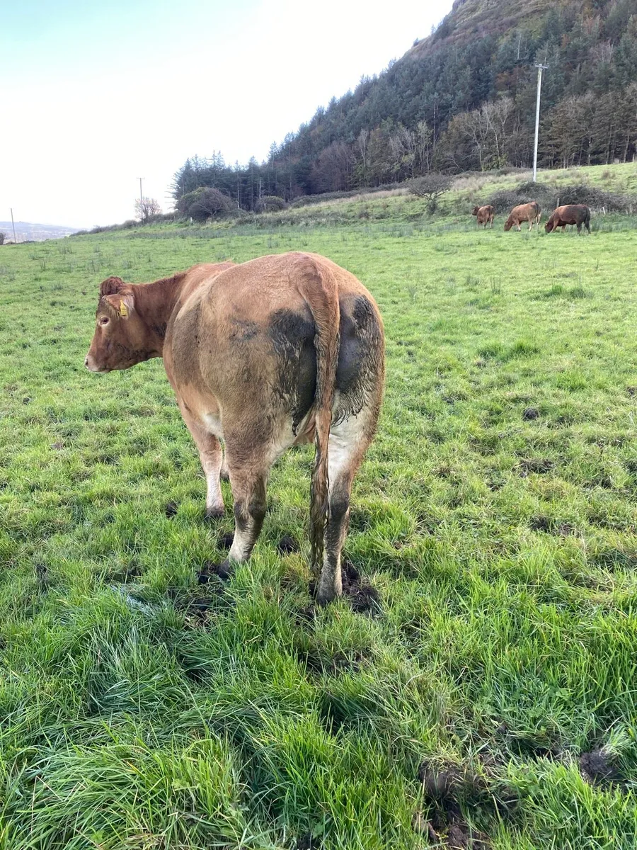 LMX In calf Heifers in Drumshambo Mart 30/10/26 - Image 4