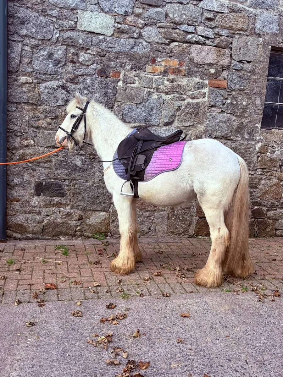 Perfect childs pony - Image 3