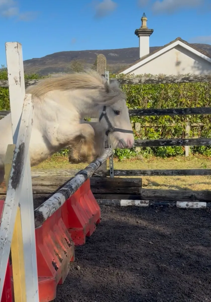 Perfect childs pony - Image 4