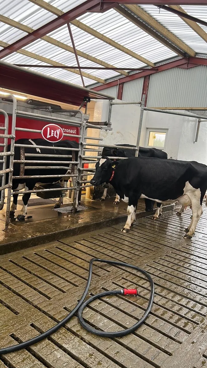 Cows/heifers wanted for lease