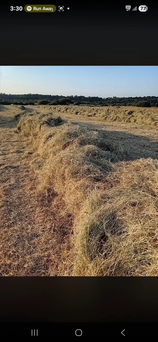 Hay for sale - Image 1