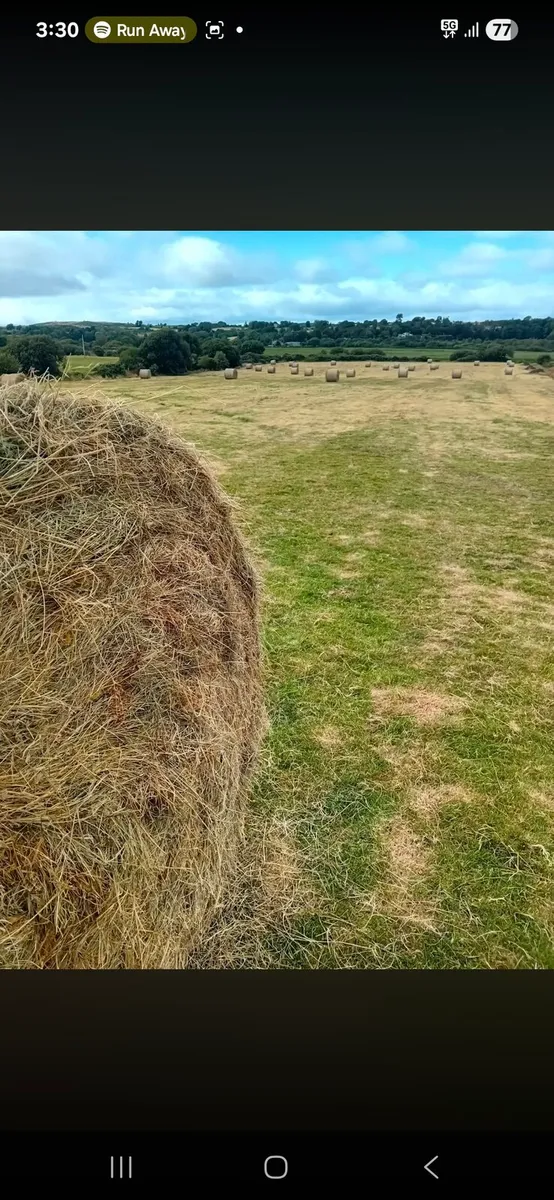 Hay for sale - Image 2