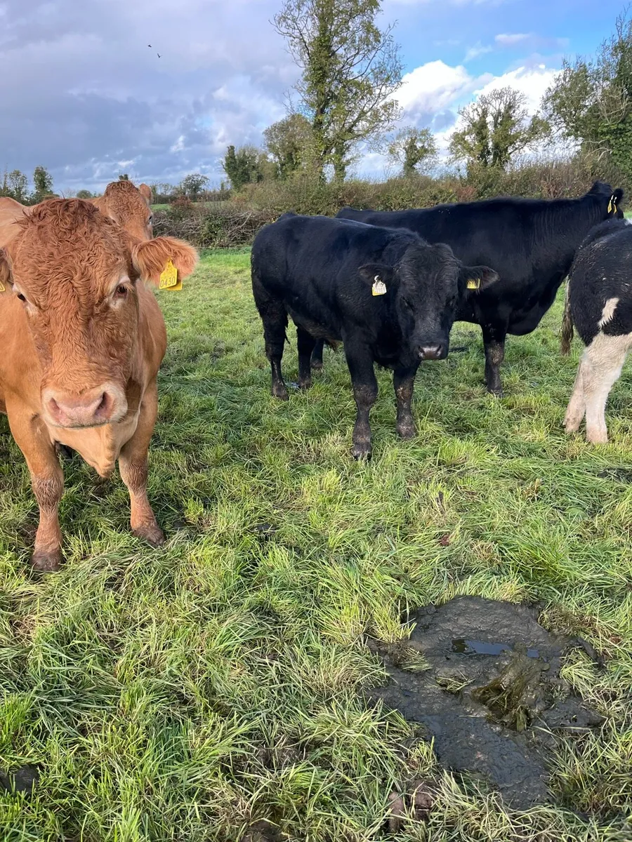 9 BB Bulls - Image 4