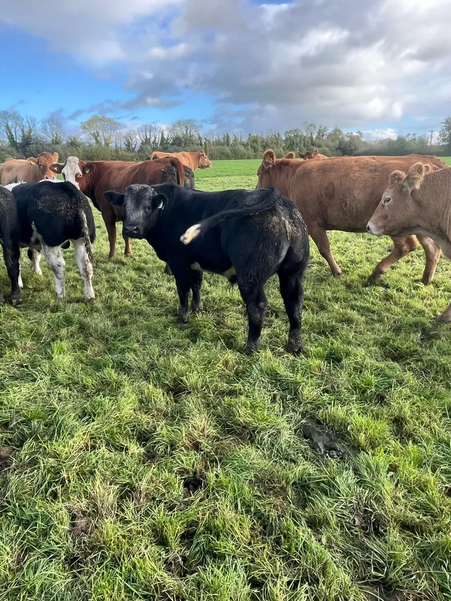9 BB Bulls - Image 1