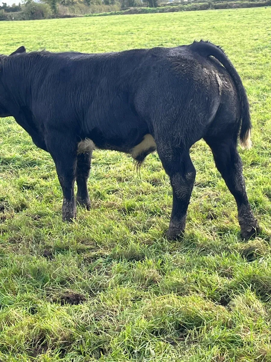 9 BB Bulls - Image 2