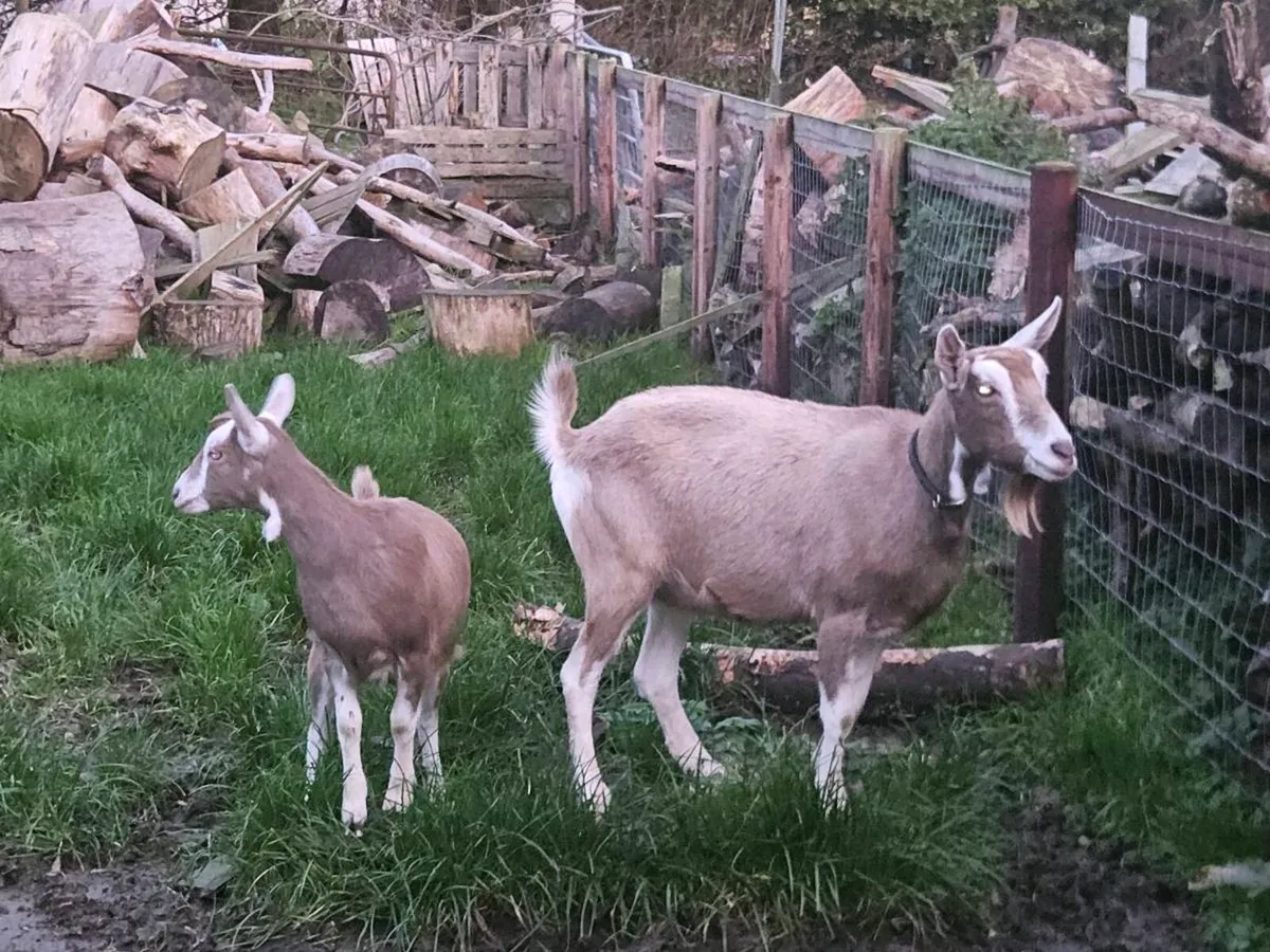 British toggenburg register goats - Image 1