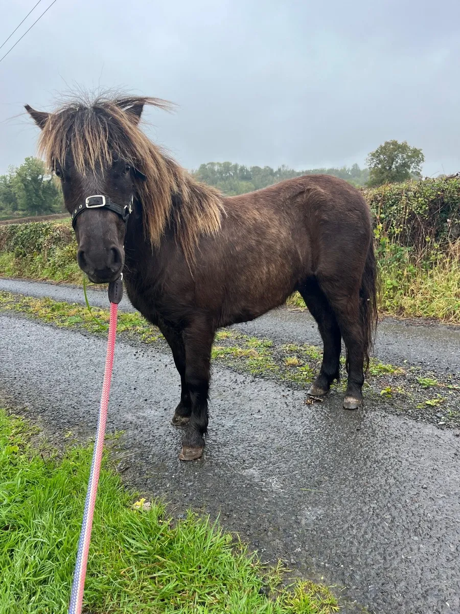 Shetland pony - Image 1