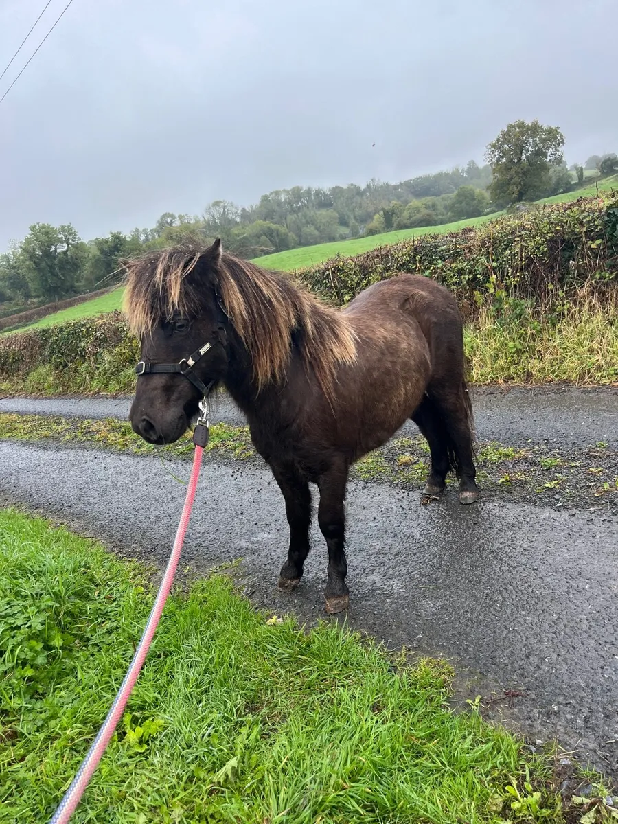 Shetland pony - Image 2