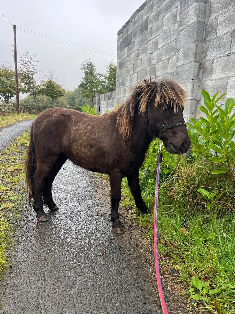 Shetland pony - Image 3