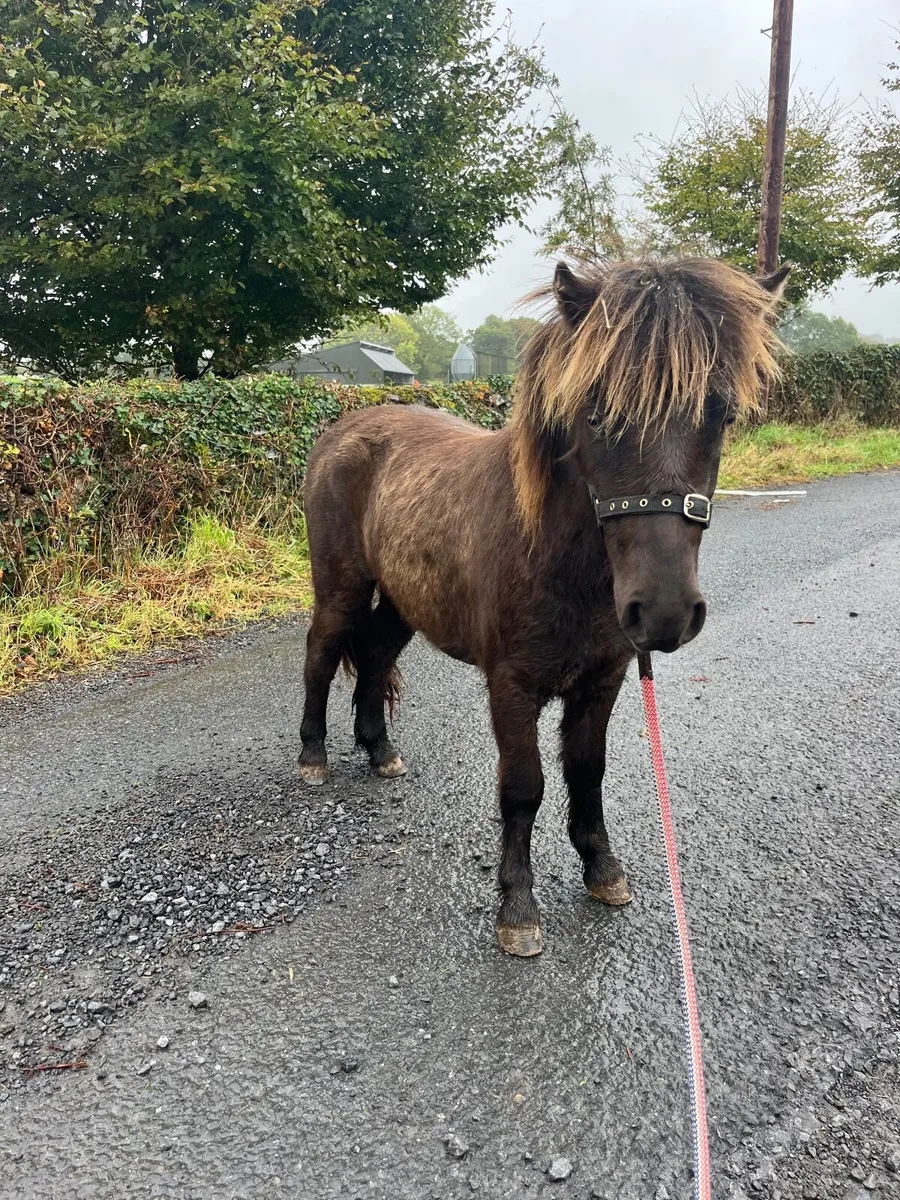Shetland pony - Image 4