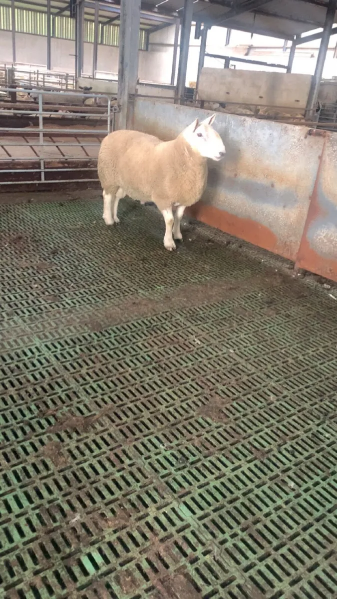 Ram - Image 1