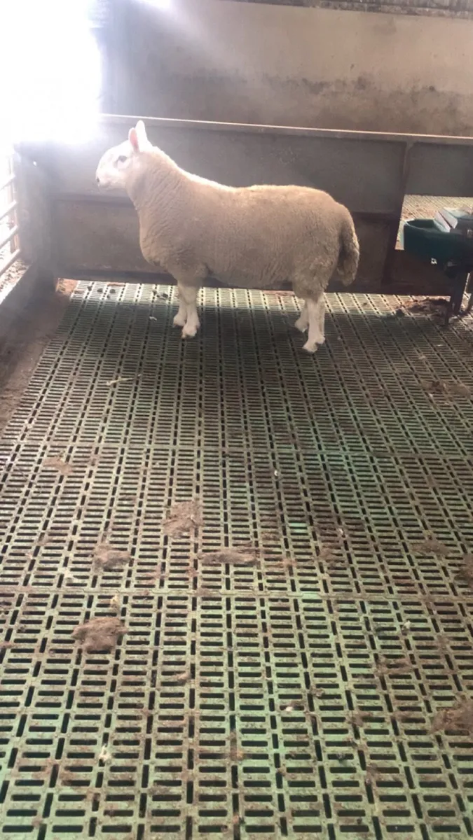 Ram - Image 2