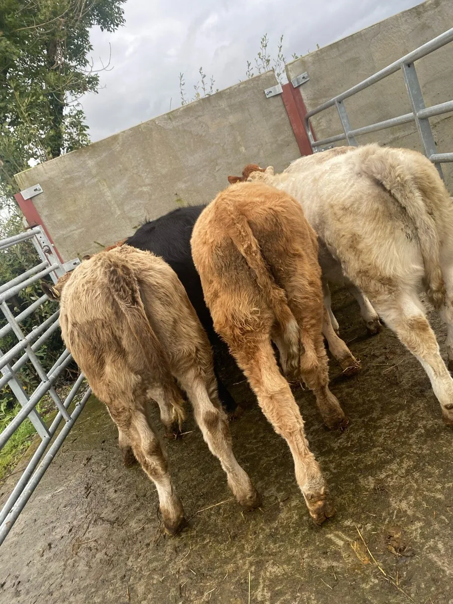 8 super charlaois and limousine heifer weanlings - Image 2