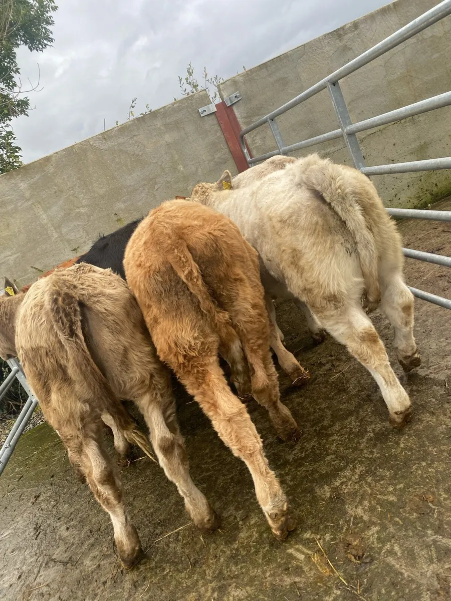 8 super charlaois and limousine heifer weanlings - Image 3