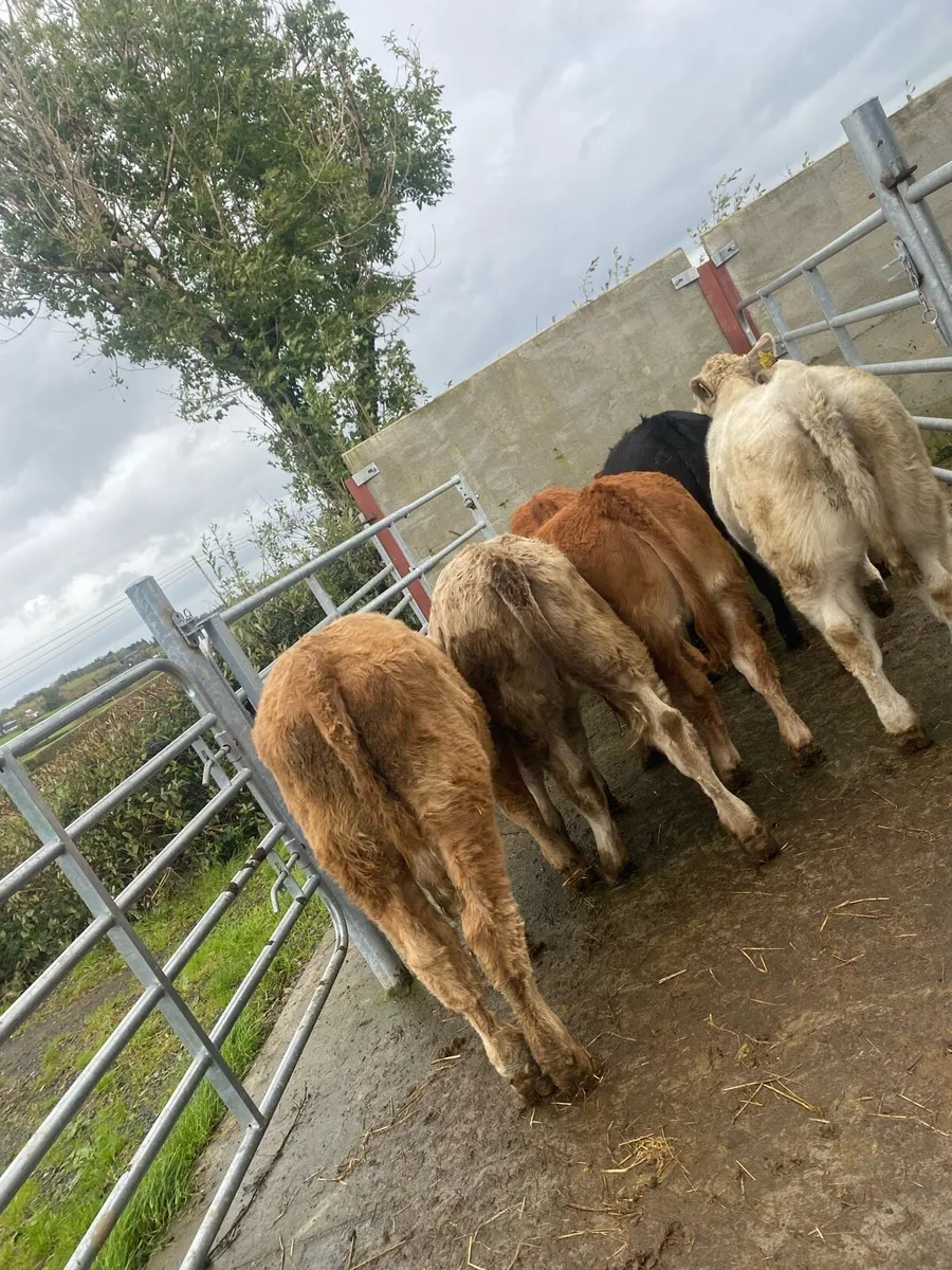 8 super charlaois and limousine heifer weanlings - Image 1