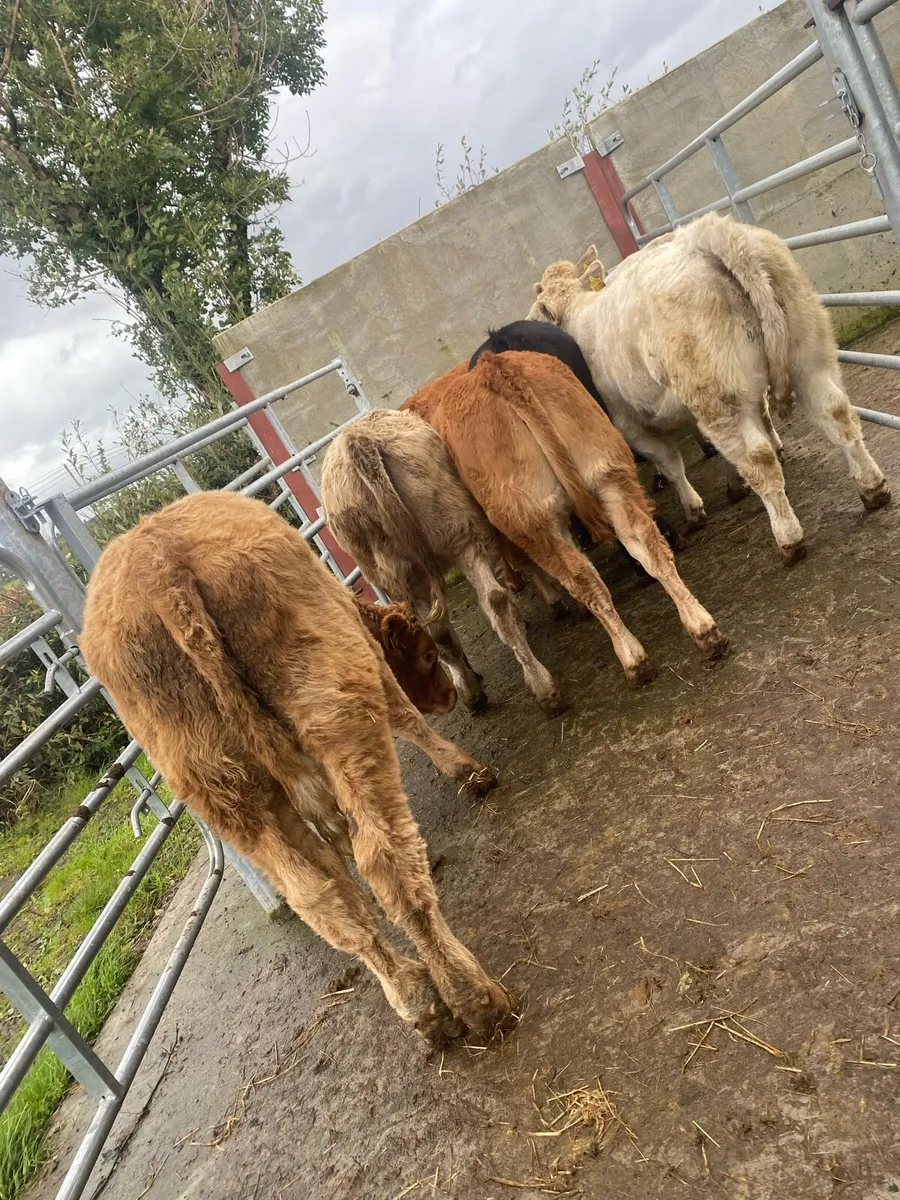 8 super charlaois and limousine heifer weanlings - Image 4