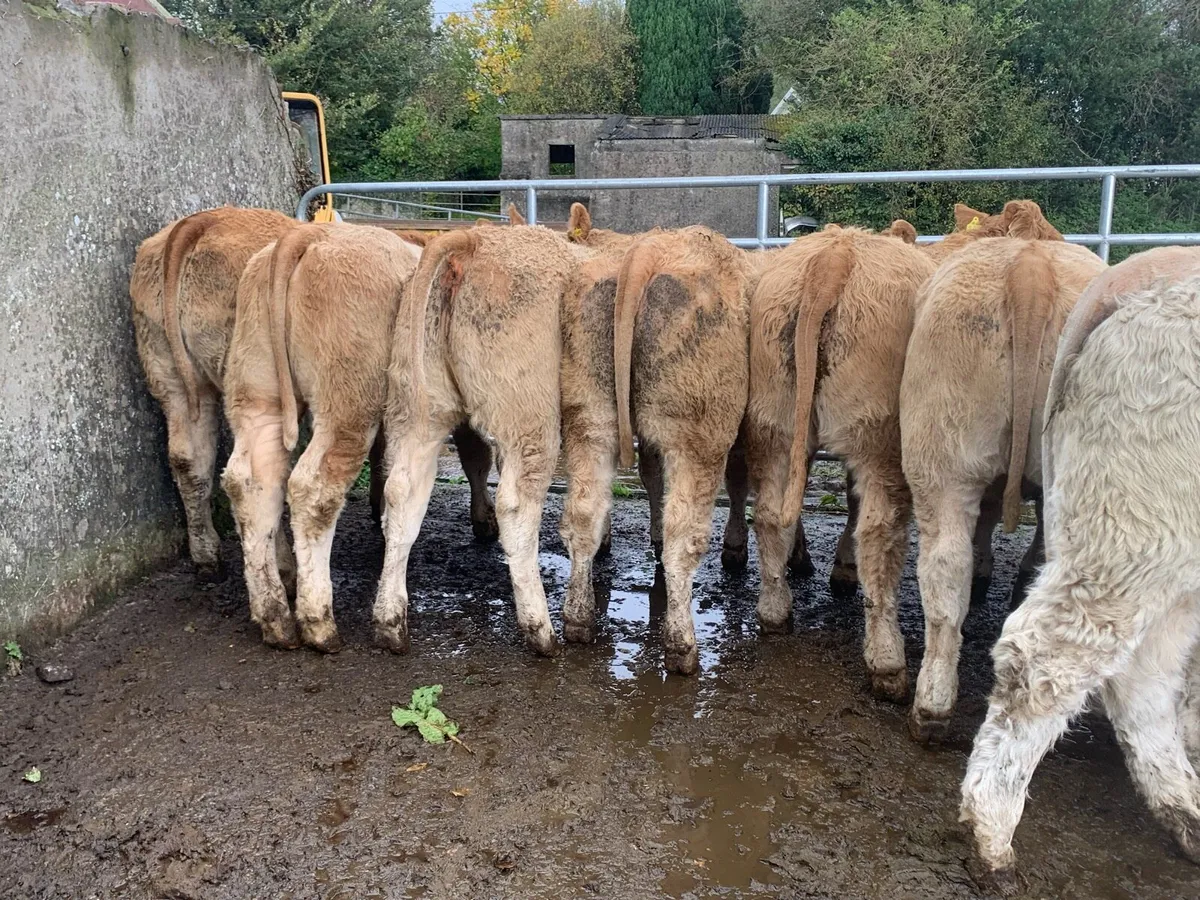 24 super 380kg charlaois heifers - Image 3