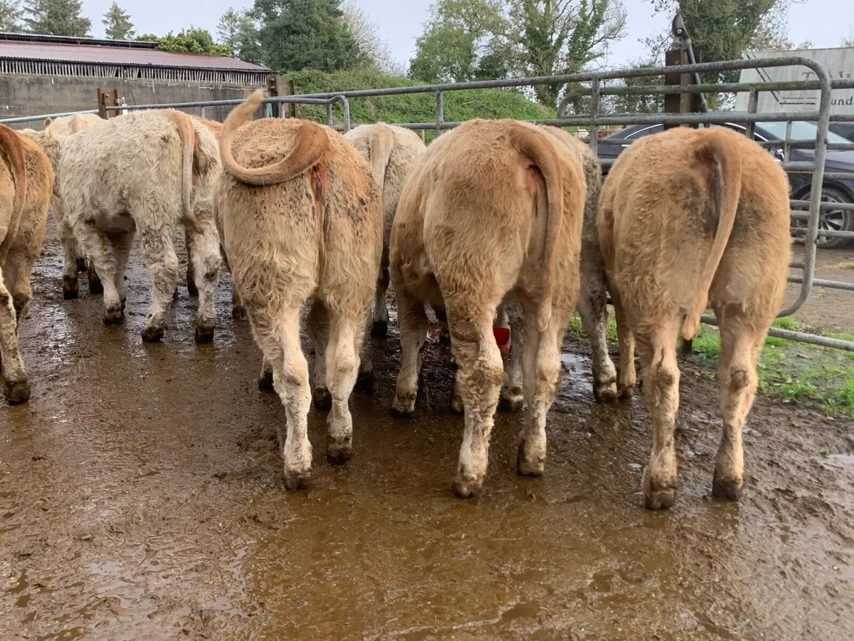 24 super 380kg charlaois heifers - Image 4