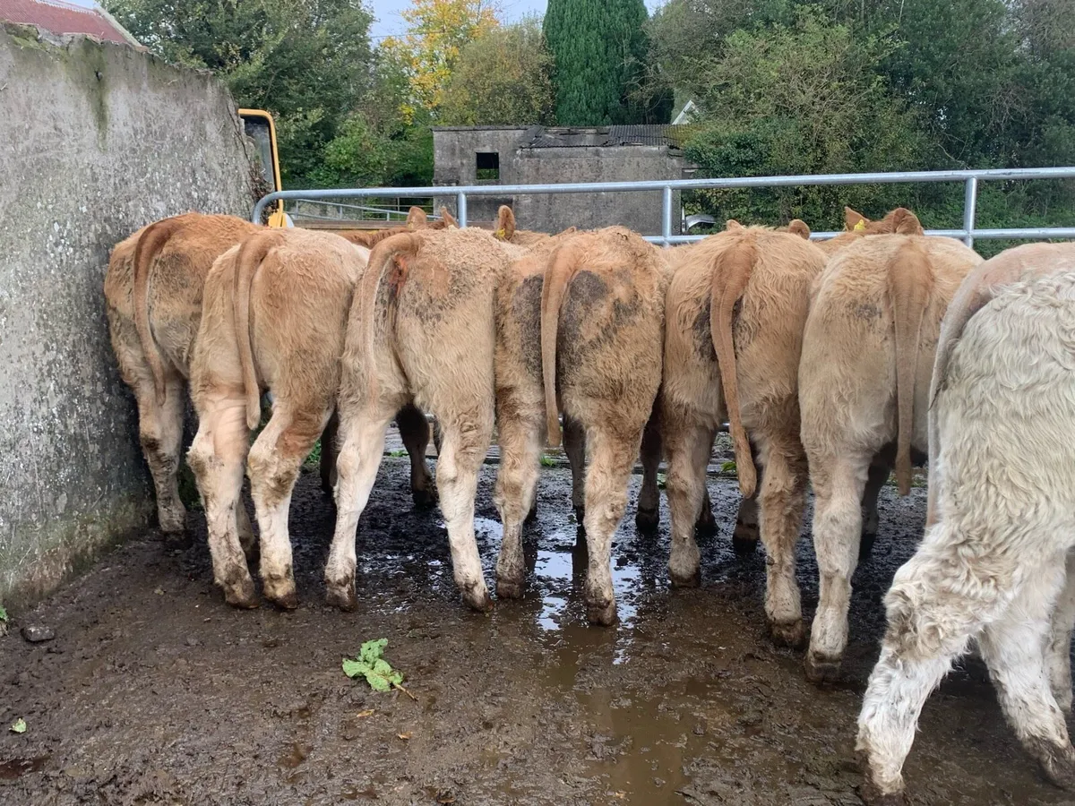 35 super 380kg charlaois heifers - Image 1