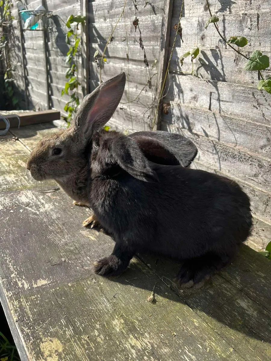 Rabbit - Image 4