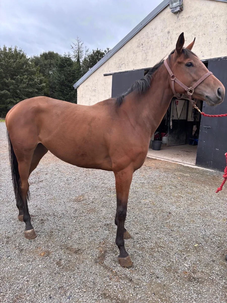 Thoroughbred 4yr old mare - Image 1