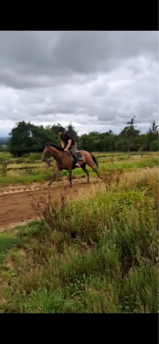Thoroughbred 4yr old mare - Image 3
