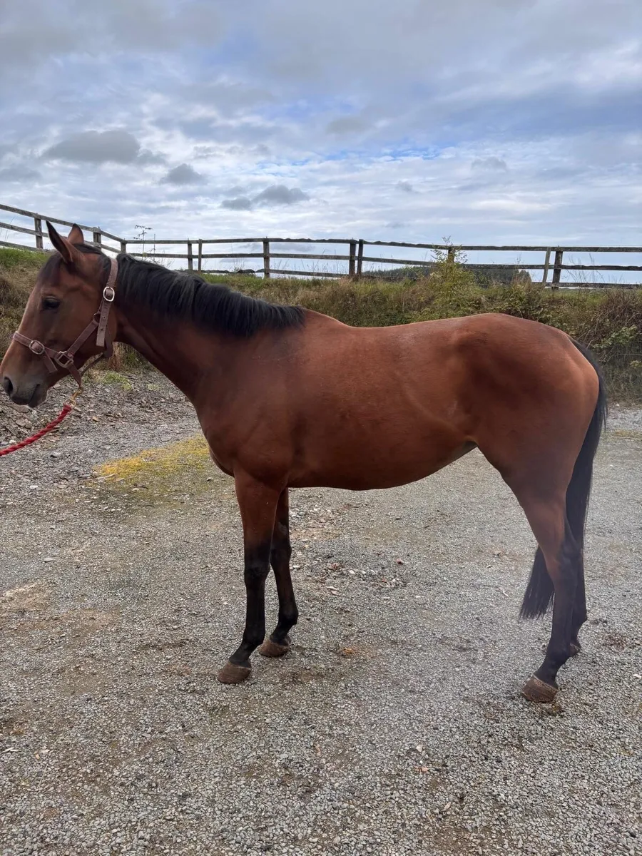 Thoroughbred 4yr old mare - Image 4