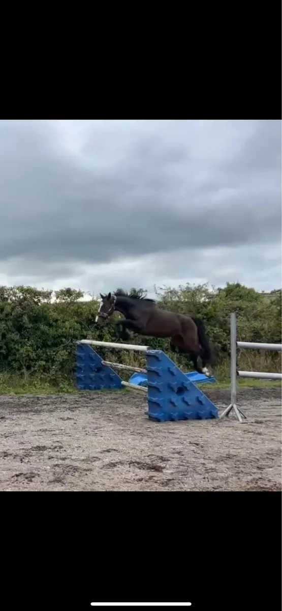 4 year old bay mare by Bernhard - Image 2