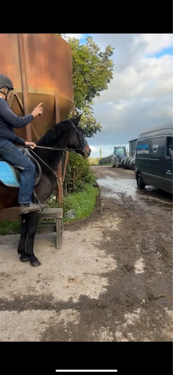 4 year old bay mare by Bernhard - Image 3