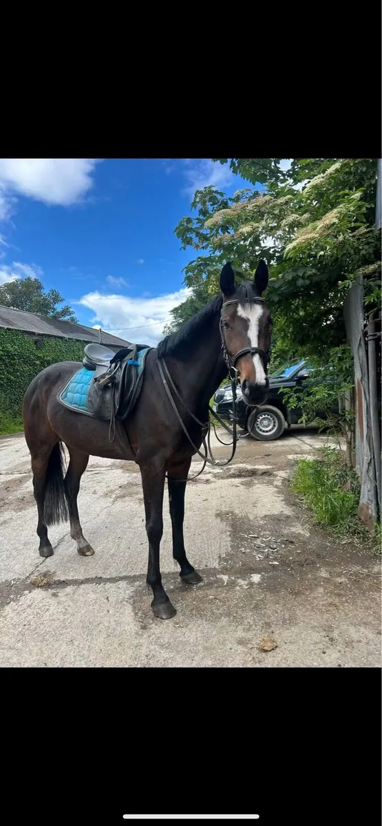 4 year old bay mare by Bernhard - Image 1