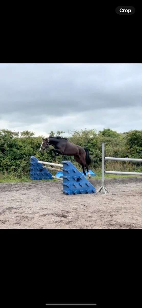 4 year old bay mare by Bernhard - Image 4