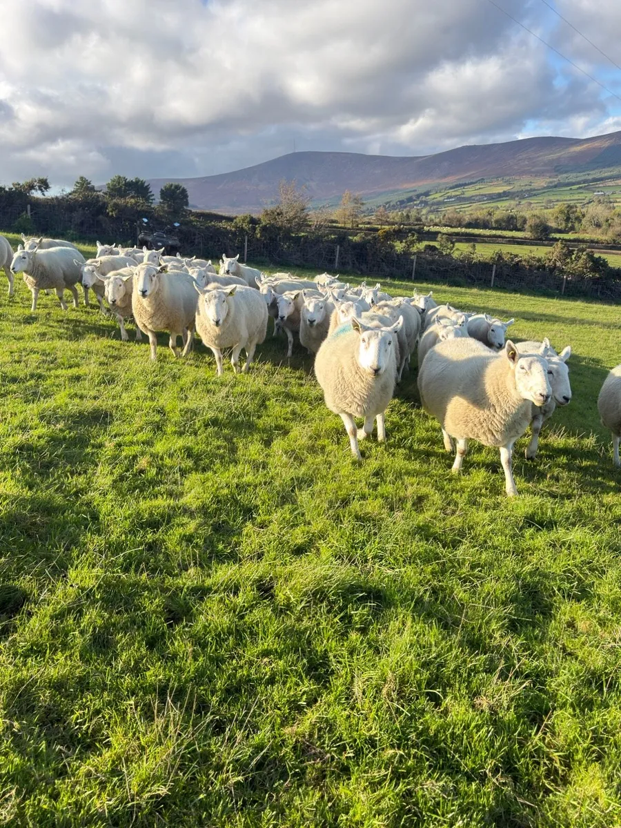 Sheep - Image 2