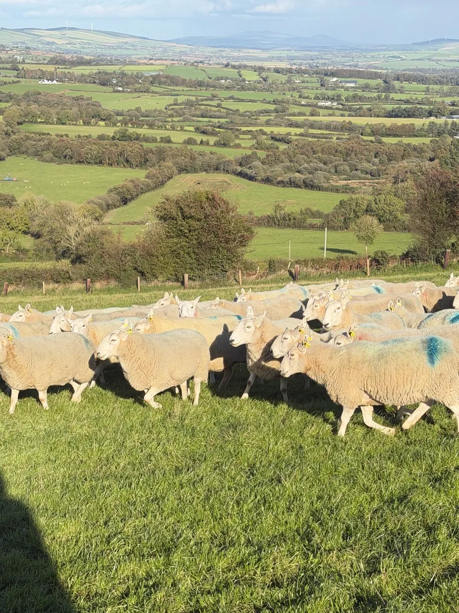 Sheep - Image 3