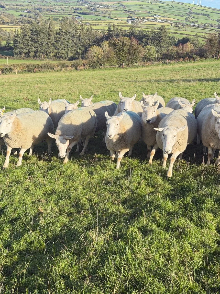 Sheep - Image 1