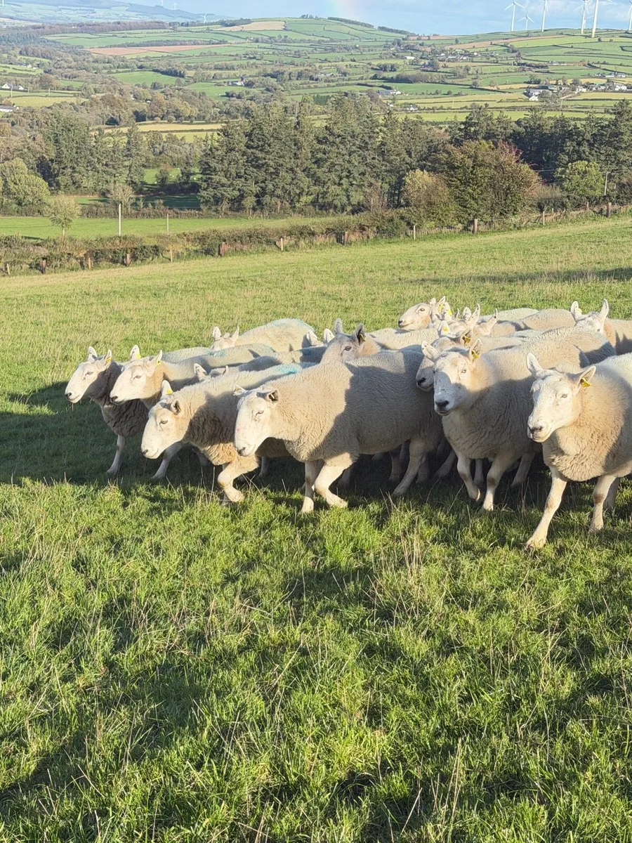 Sheep - Image 4