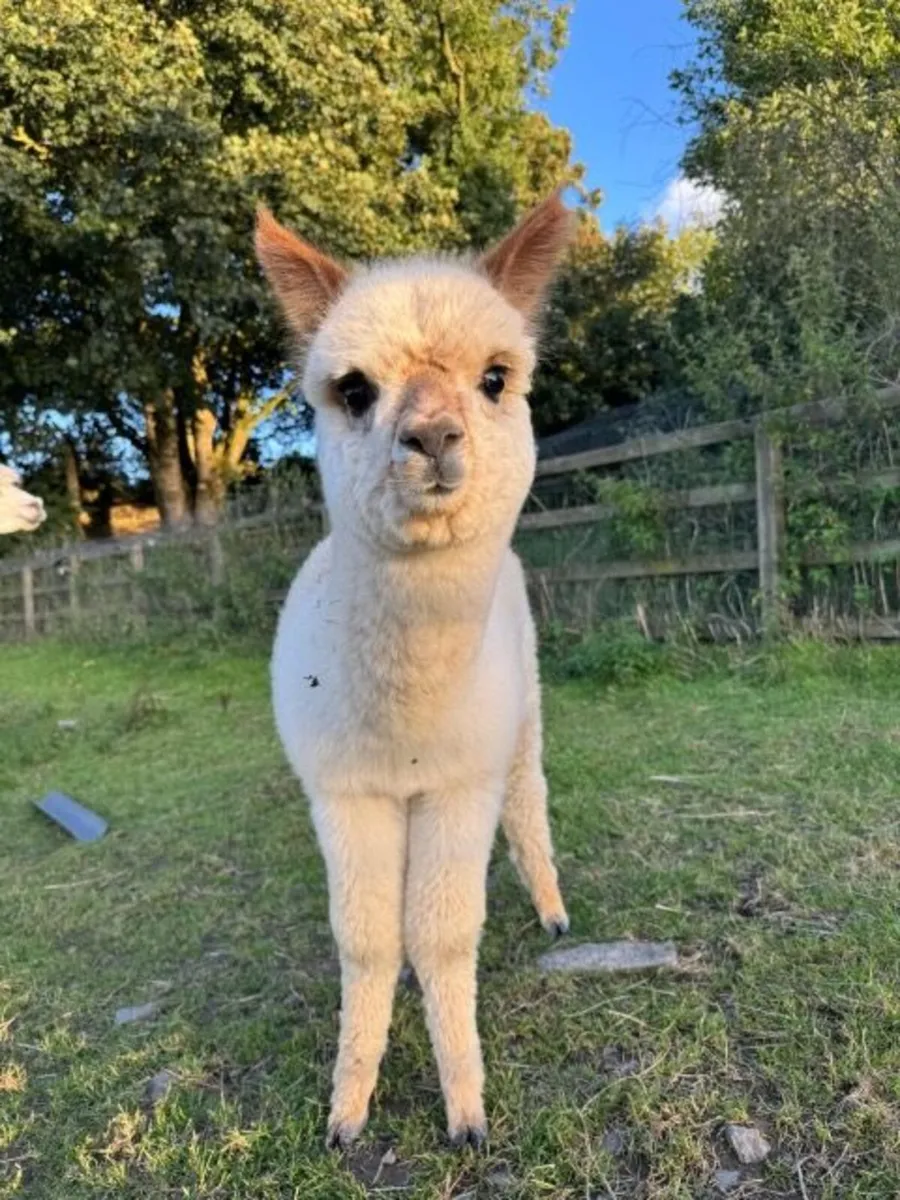 Alpacas for sale - female, cria or packages of 3 - Image 1