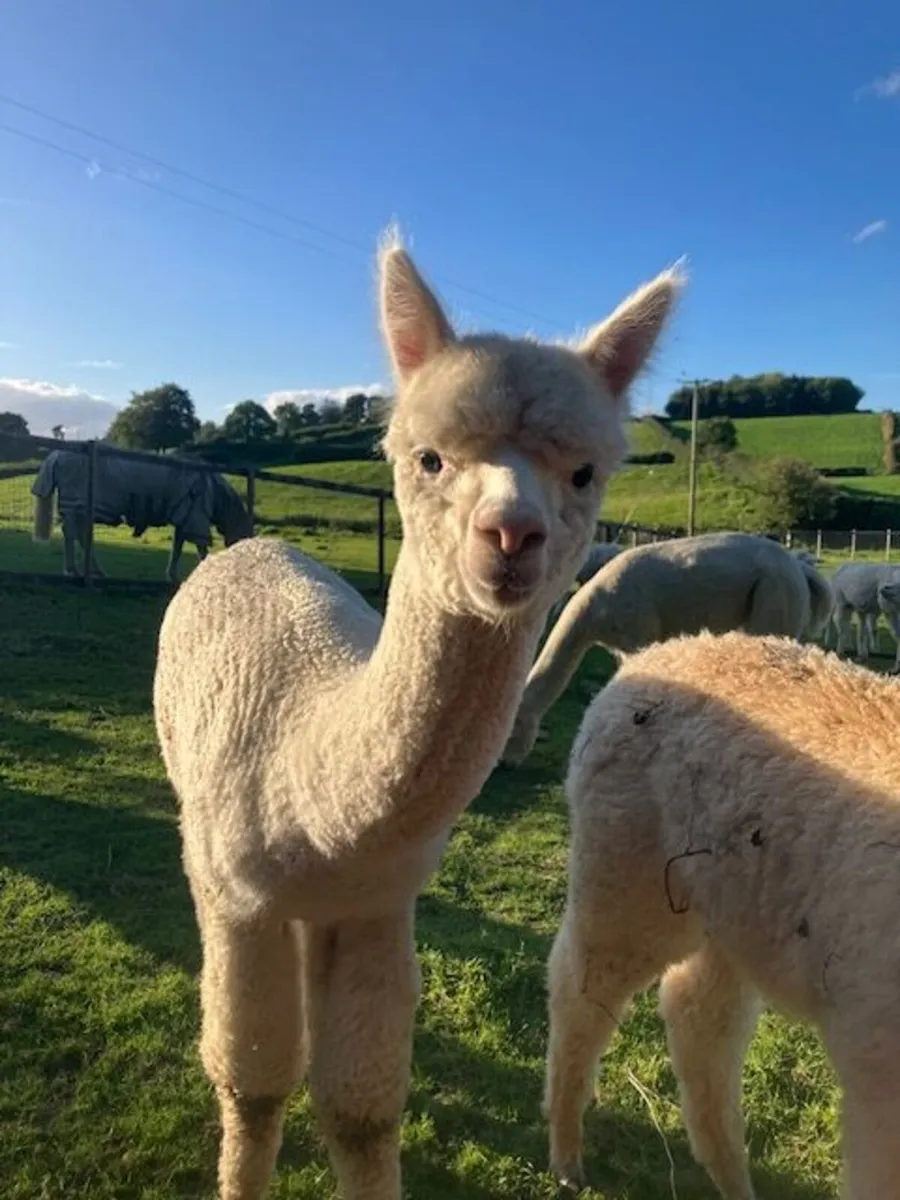 Alpacas for sale - female, cria or packages of 3 - Image 2