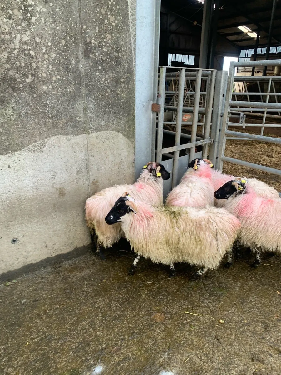 ⭐ 6 Blackface ewe lambs ⭐ - Image 1
