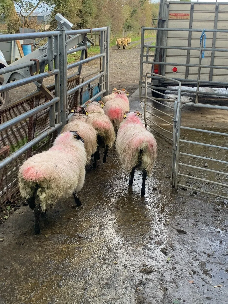 ⭐ 6 Blackface ewe lambs ⭐ - Image 2
