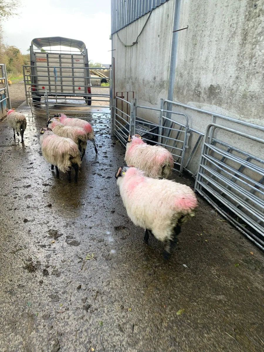 ⭐ 6 Blackface ewe lambs ⭐ - Image 3