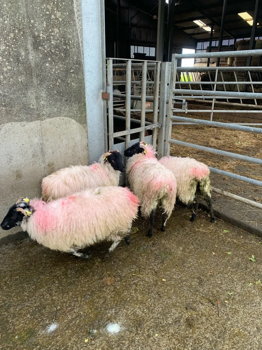 ⭐ 6 Blackface ewe lambs ⭐ - Image 4