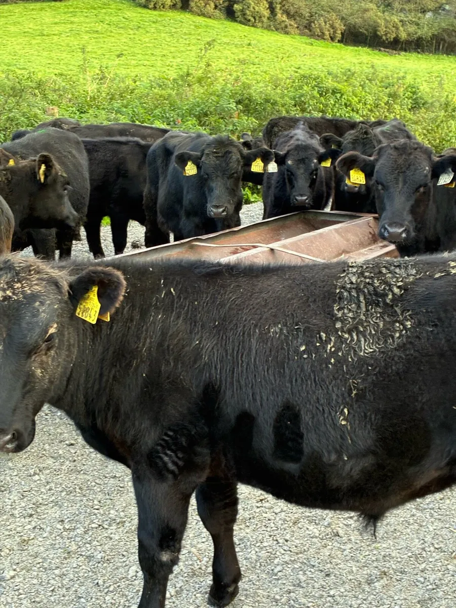25 SUPER QUALITY  AA BULL WEANLINGS 200KG - Image 1