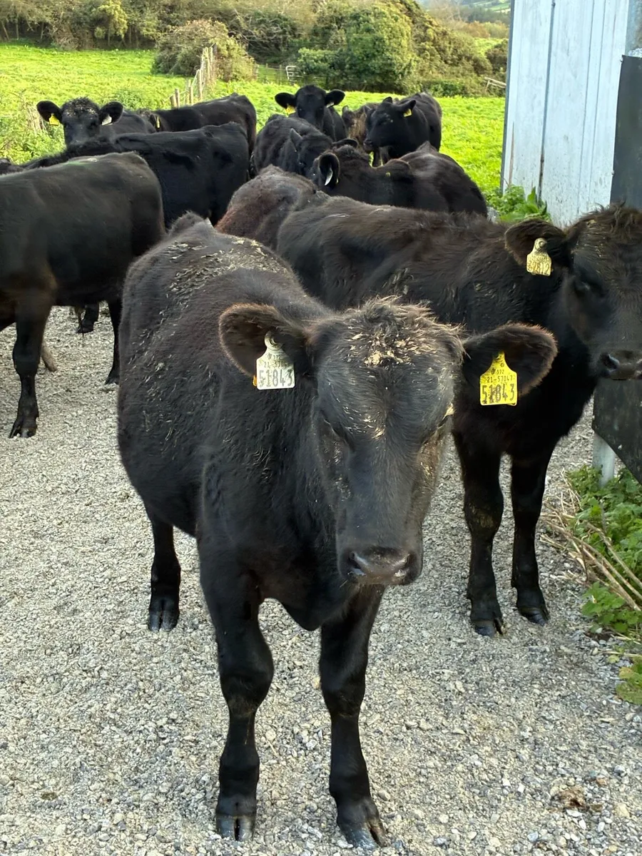 25 SUPER QUALITY  AA BULL WEANLINGS 200KG - Image 2